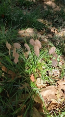 Chasmanthium latifolium