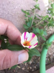 Portulaca umbraticola