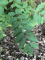 Juglans cinerea