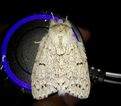 Cnethodonta grisescens