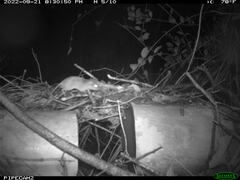 Peromyscus gossypinus allapaticola