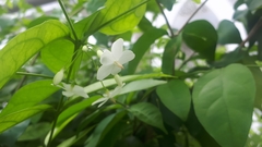Wrightia religiosa