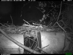 Peromyscus gossypinus allapaticola