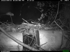 Peromyscus gossypinus allapaticola