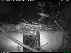Peromyscus gossypinus allapaticola