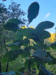 Magnolia