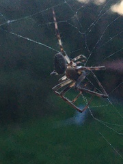 Larinioides ixobolus