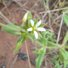 Cerastium glomeratum