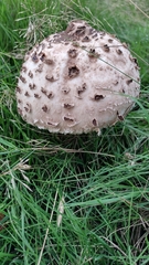 Amanita strobiliformis
