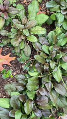 Ajuga reptans