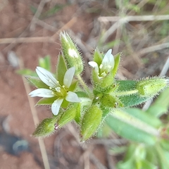 Cerastium glomeratum