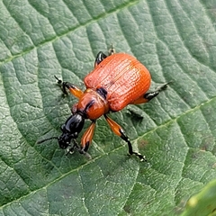 Apoderus coryli