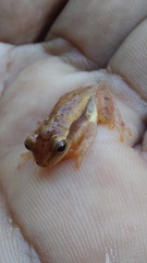 Dendropsophus mathiassoni