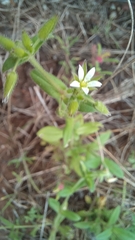 Cerastium glomeratum