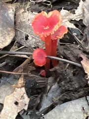 Hygrocybe cantharellus