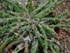 Euphorbia laikipiensis