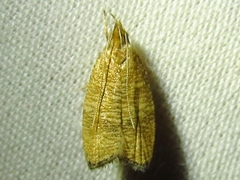 Psilocorsis cryptolechiella