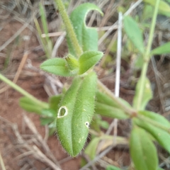 Cerastium glomeratum