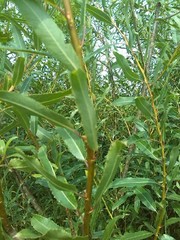 Salix triandra