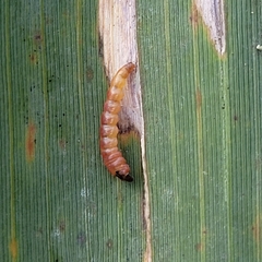 Cosmopterix scribaiella