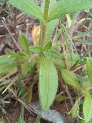 Cerastium glomeratum