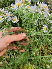 Symphyotrichum firmum