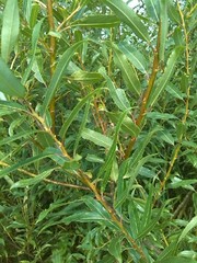 Salix triandra