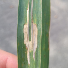 Cosmopterix scribaiella