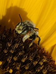Megachile perihirta