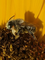 Megachile perihirta