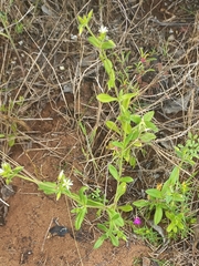 Cerastium glomeratum