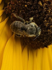 Megachile perihirta