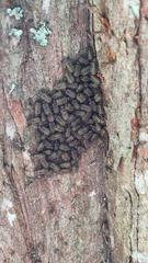 Cerastipsocus venosus