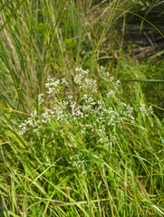Eupatorium mohrii