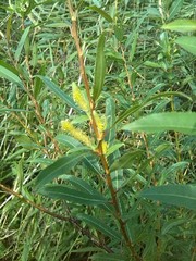 Salix triandra