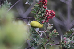 Chlorodrepanis virens