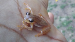 Dendropsophus mathiassoni