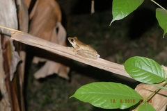 Polypedates leucomystax