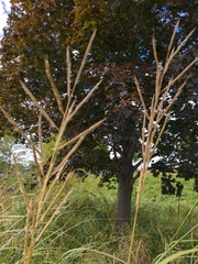 Sporobolus michauxianus