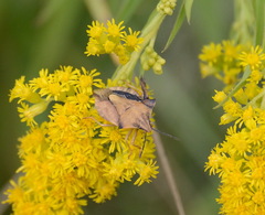 Carpocoris fuscispinus