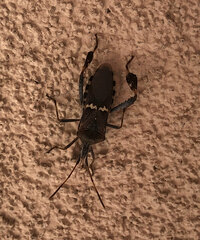 Leptoglossus clypealis