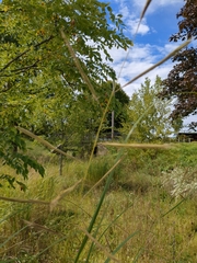 Sporobolus michauxianus