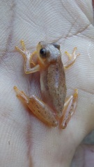 Dendropsophus mathiassoni