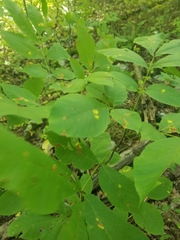 Juglans cinerea