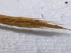 Sporobolus michauxianus