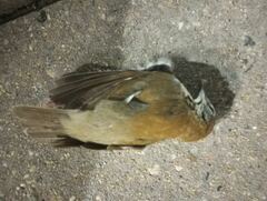 Hylocichla mustelina