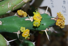 Euphorbia laikipiensis
