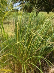 Sporobolus michauxianus