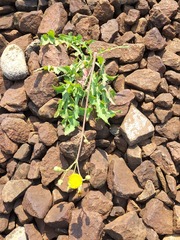 Sonchus arvensis arvensis