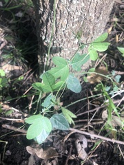Passiflora caerulea